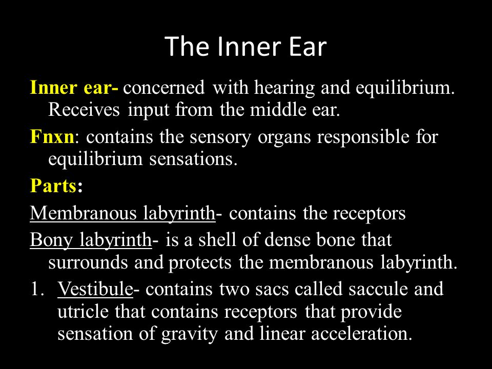 The Inner Ear Inner ear- concerned with hearing and equilibrium. Receives input from the middle ear.