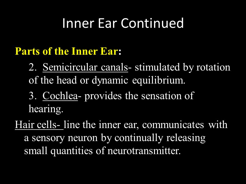 Inner Ear Continued