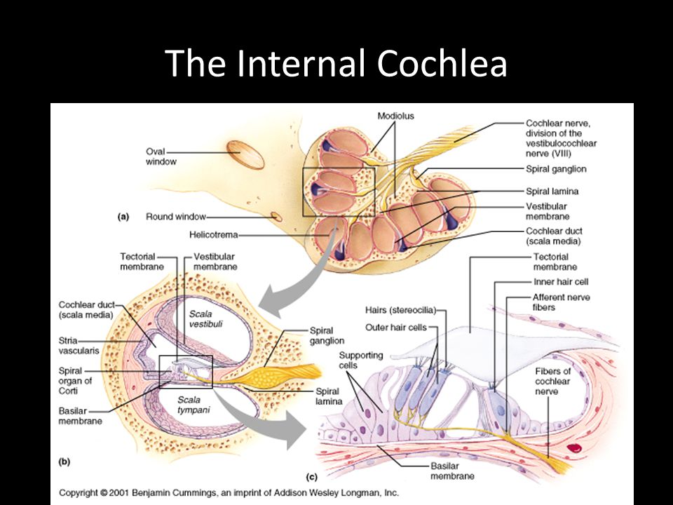 The Internal Cochlea
