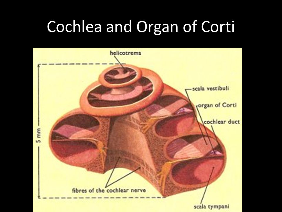 Cochlea and Organ of Corti