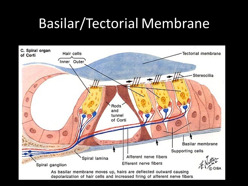 Basilar/Tectorial Membrane