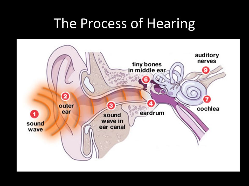 The Process of Hearing
