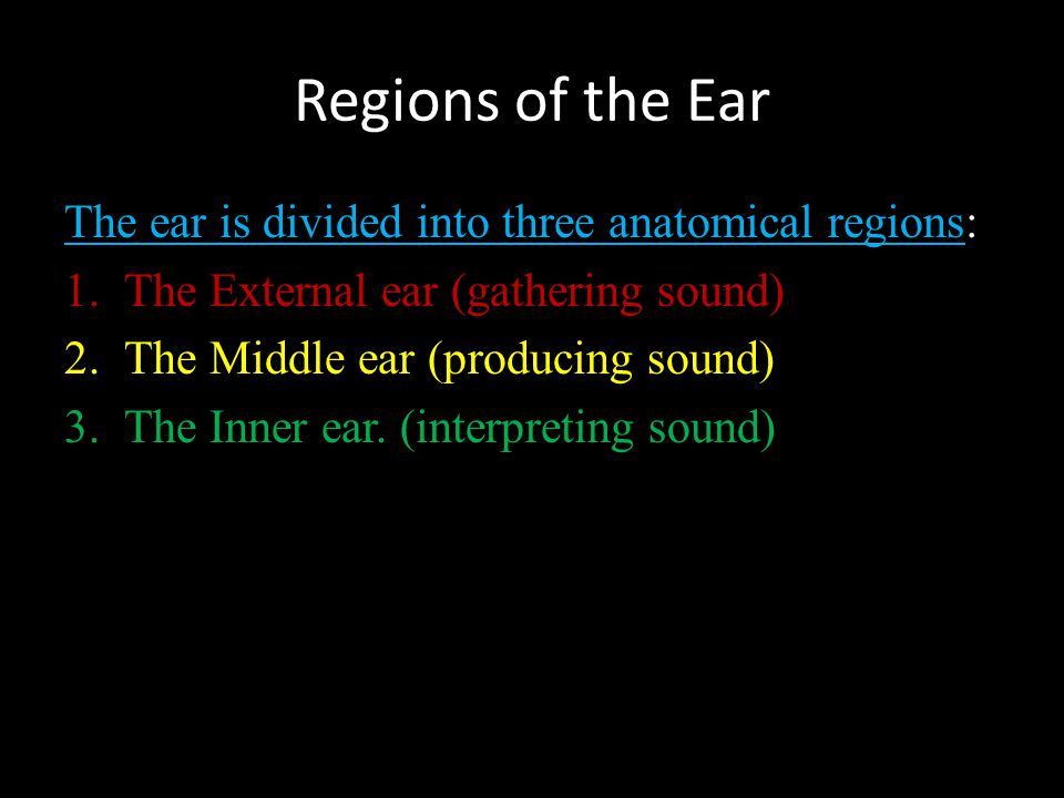 Regions of the Ear The ear is divided into three anatomical regions: