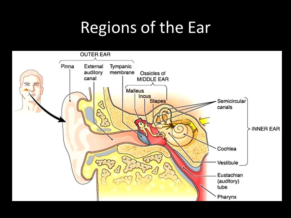 Regions of the Ear