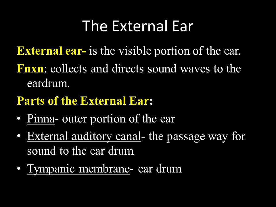 The External Ear External ear- is the visible portion of the ear.