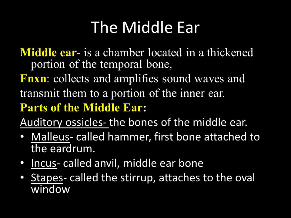 The Middle Ear Middle ear- is a chamber located in a thickened portion of the temporal bone, Fnxn: collects and amplifies sound waves and.