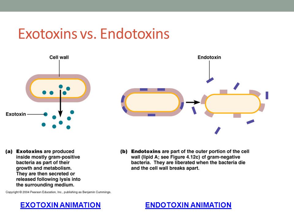 Gram Negative Vs Gram Positive Ppt Download