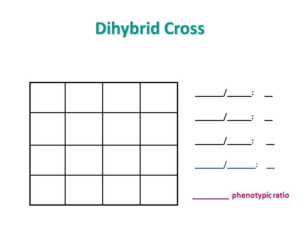 punnett square template