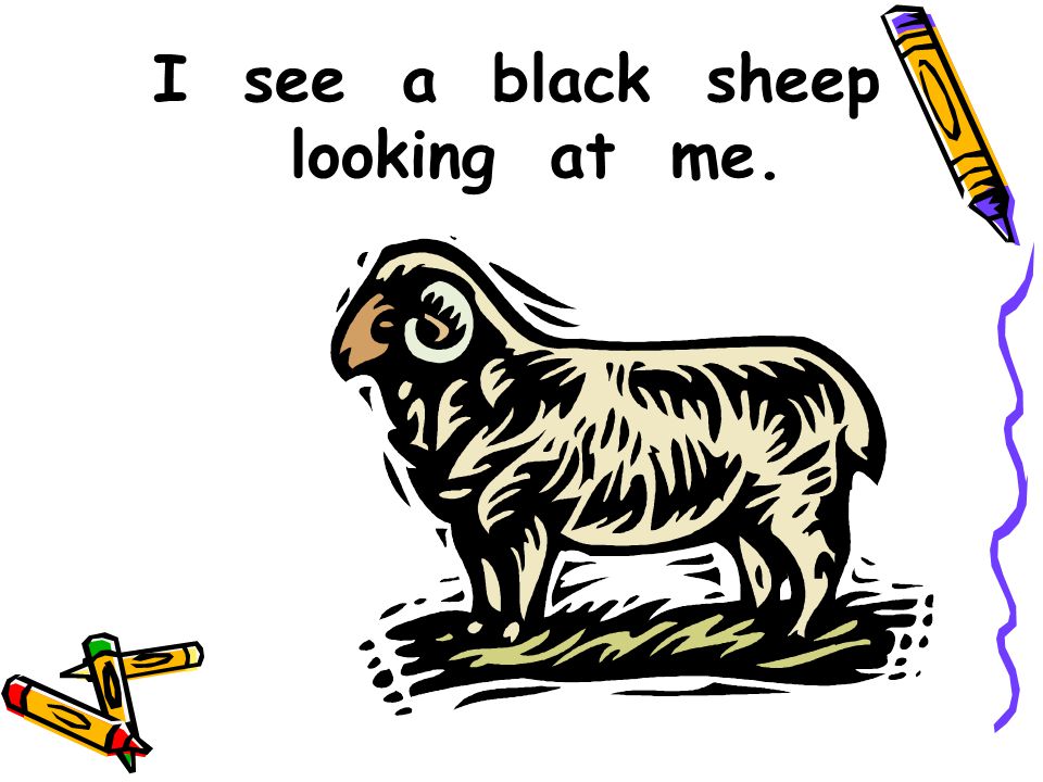 I see a black sheep looking at me.