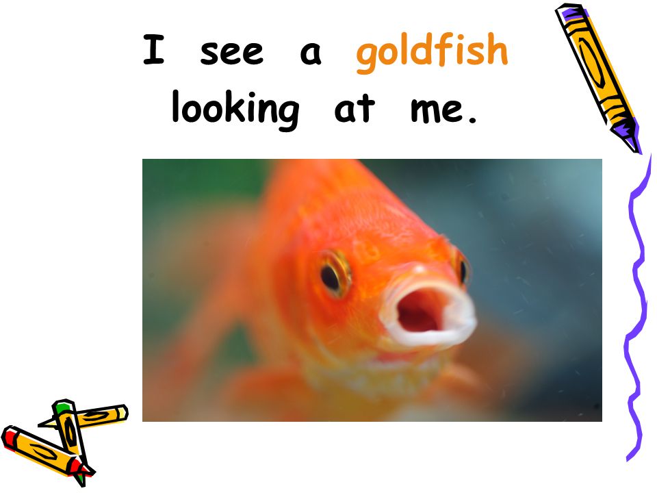 I see a goldfish looking at me.