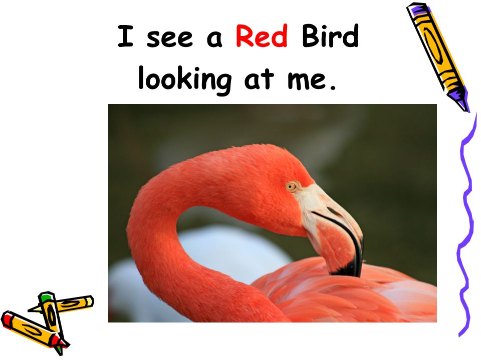 I see a Red Bird looking at me.