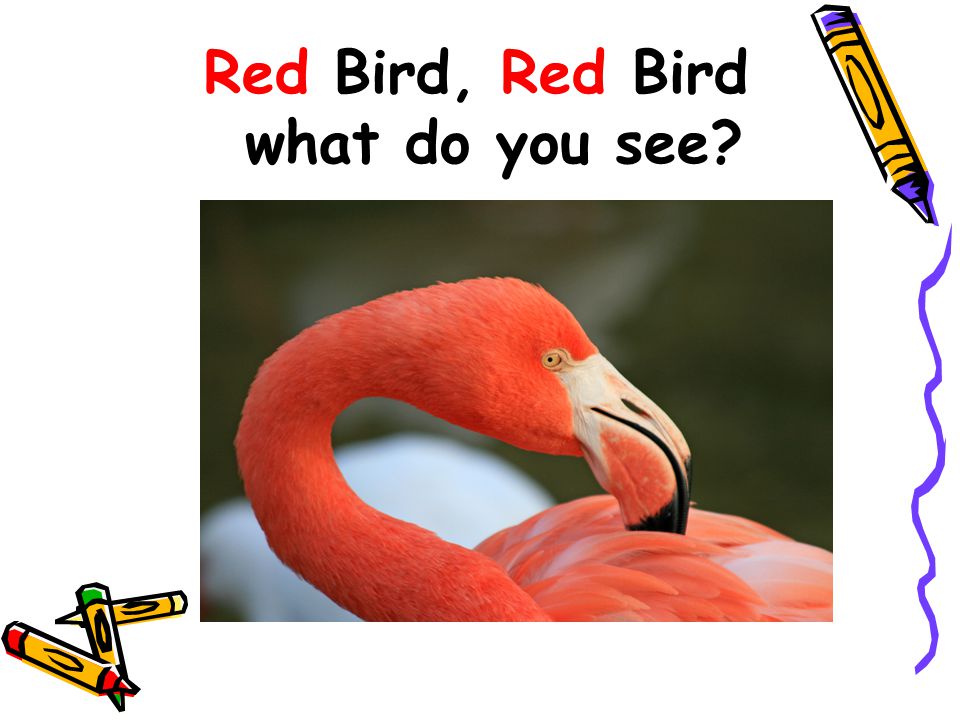 Red Bird, Red Bird what do you see