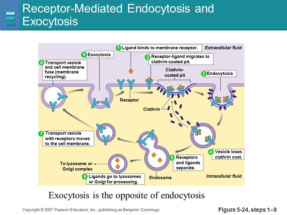 Этапы эндоцитоза