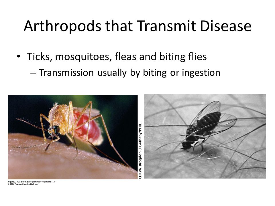 Arthropod Borne Infectious Disease Ppt Video Online Download - 