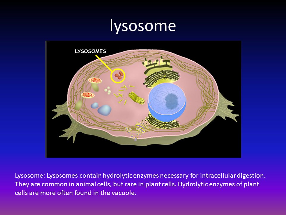 Центриоль деление клетки лизосома какое понятие