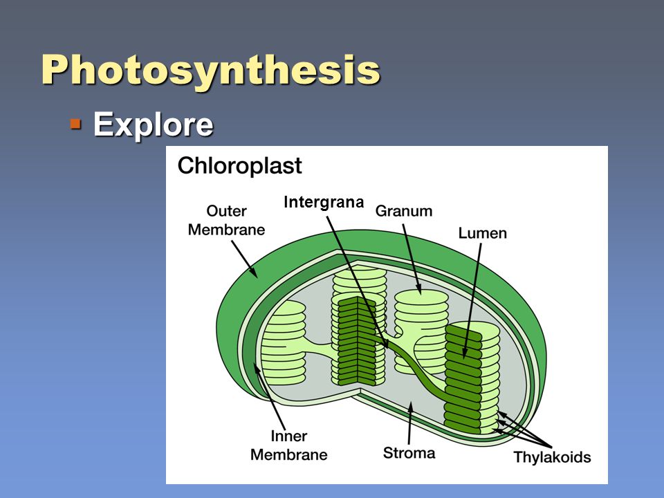 Science Keys Biology Yr Ppt Download Science Keys Biology Yr Ppt Download