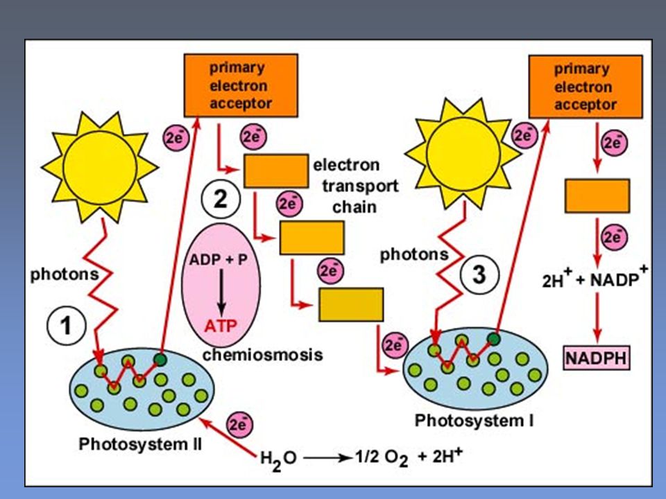 Сильная реакция на свет. Light dependent Reaction. Фотосистема II.