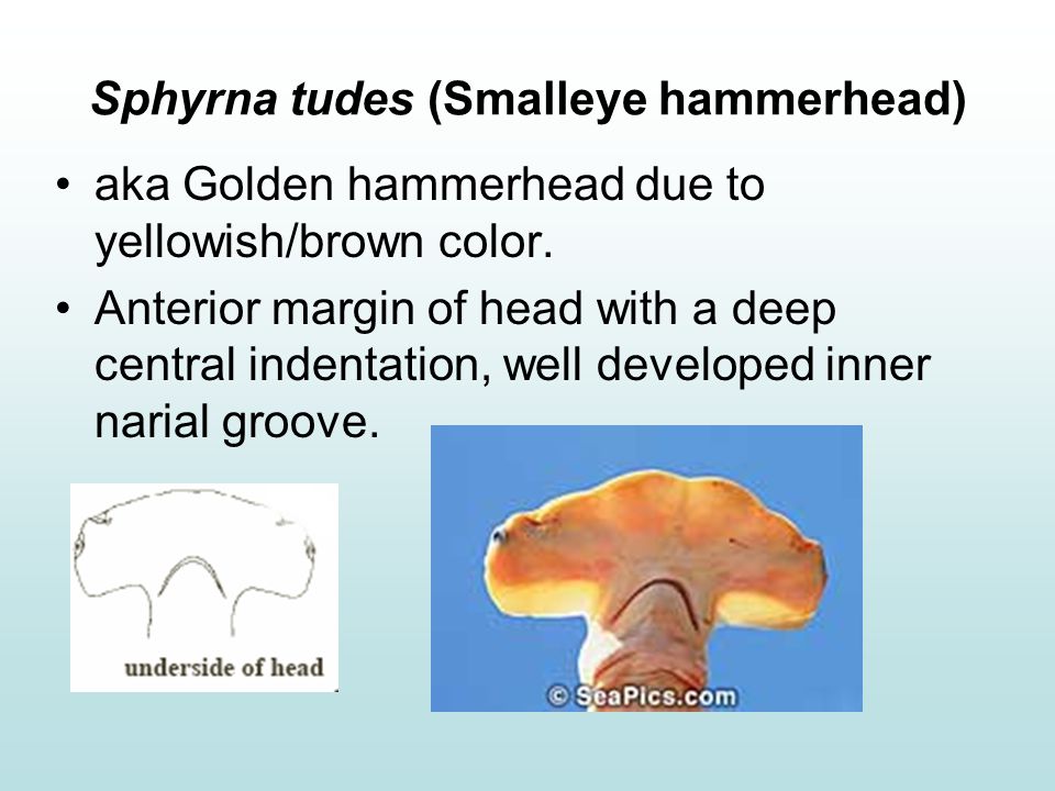 Sphyrna tudes (Smalleye hammerhead)