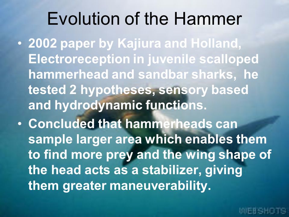 Evolution of the Hammer