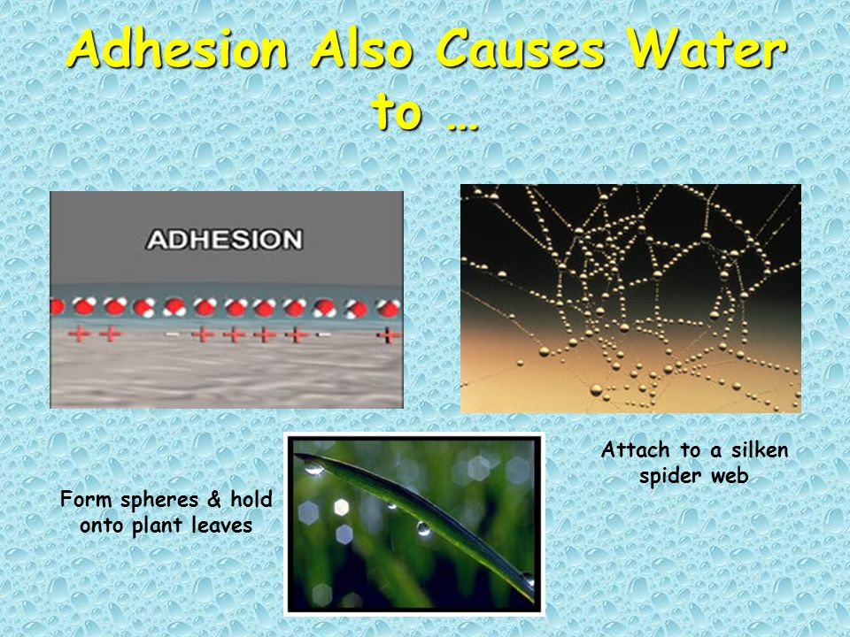 Adhesion Also Causes Water to …