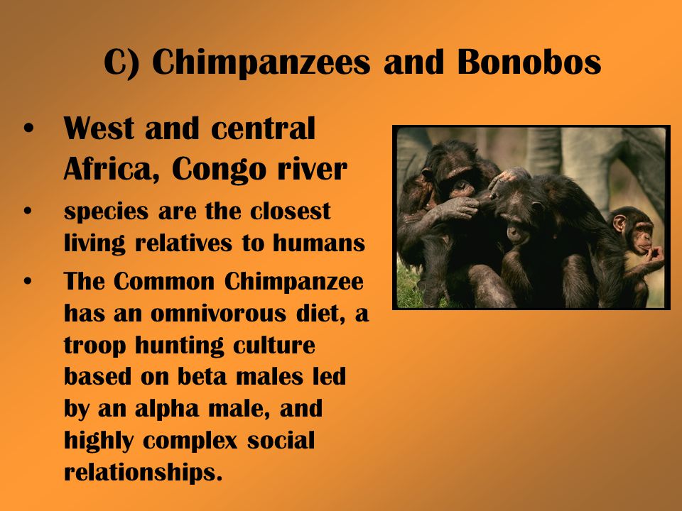 C) Chimpanzees and Bonobos