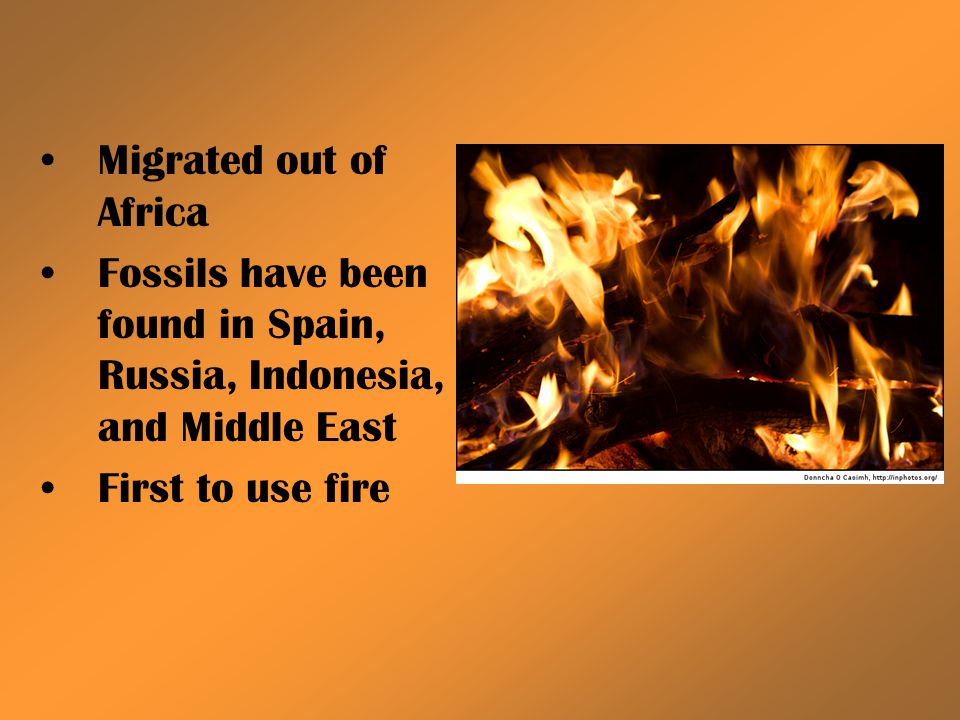 Migrated out of Africa Fossils have been found in Spain, Russia, Indonesia, and Middle East.
