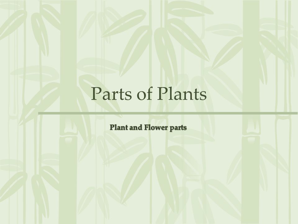 Parts of Plants Plant and Flower parts