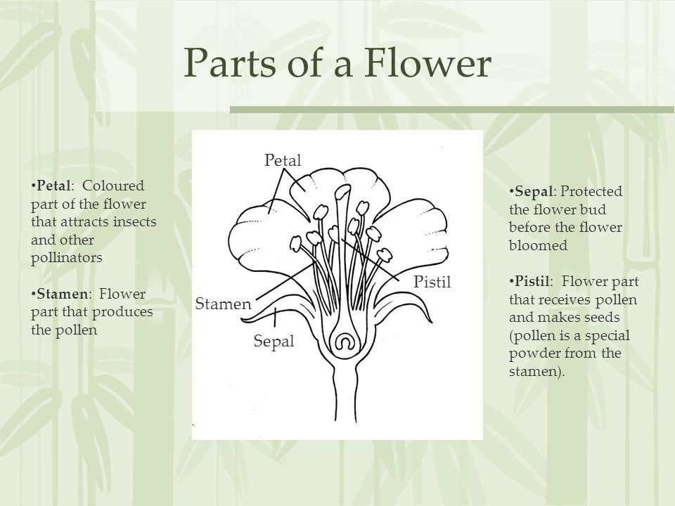 Parts of a Flower Petal Pistil Stamen Sepal