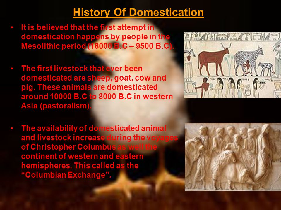 The Origins Of Domestication - ppt video online download