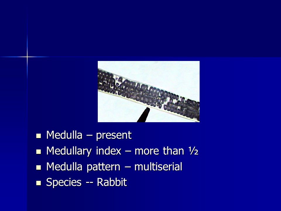 Medulla – present Medullary index – more than ½ Medulla pattern – multiserial Species -- Rabbit