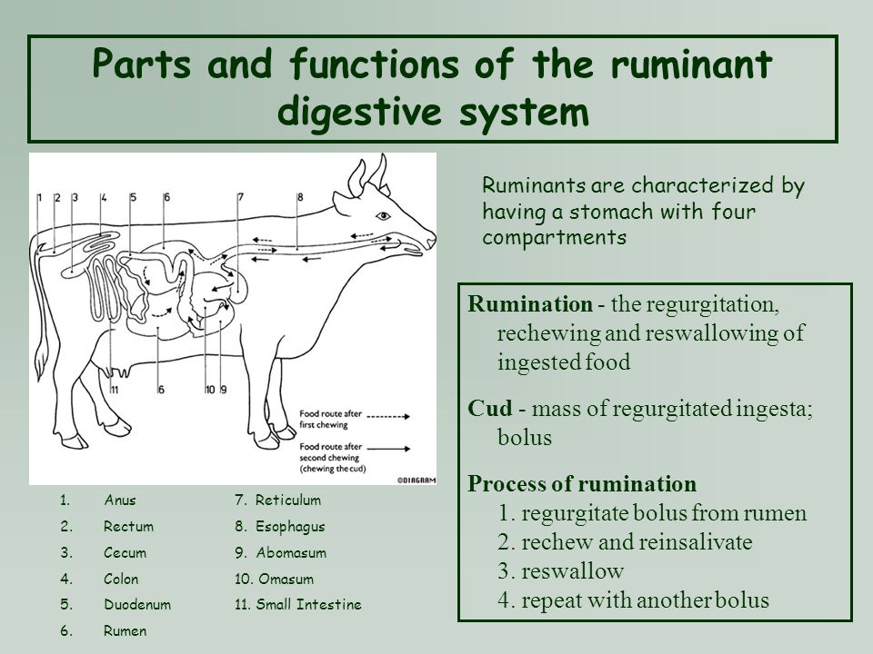 A comparison of the different livestock systems - ppt video online download A comparison of the different livestock systems - ppt video online download
