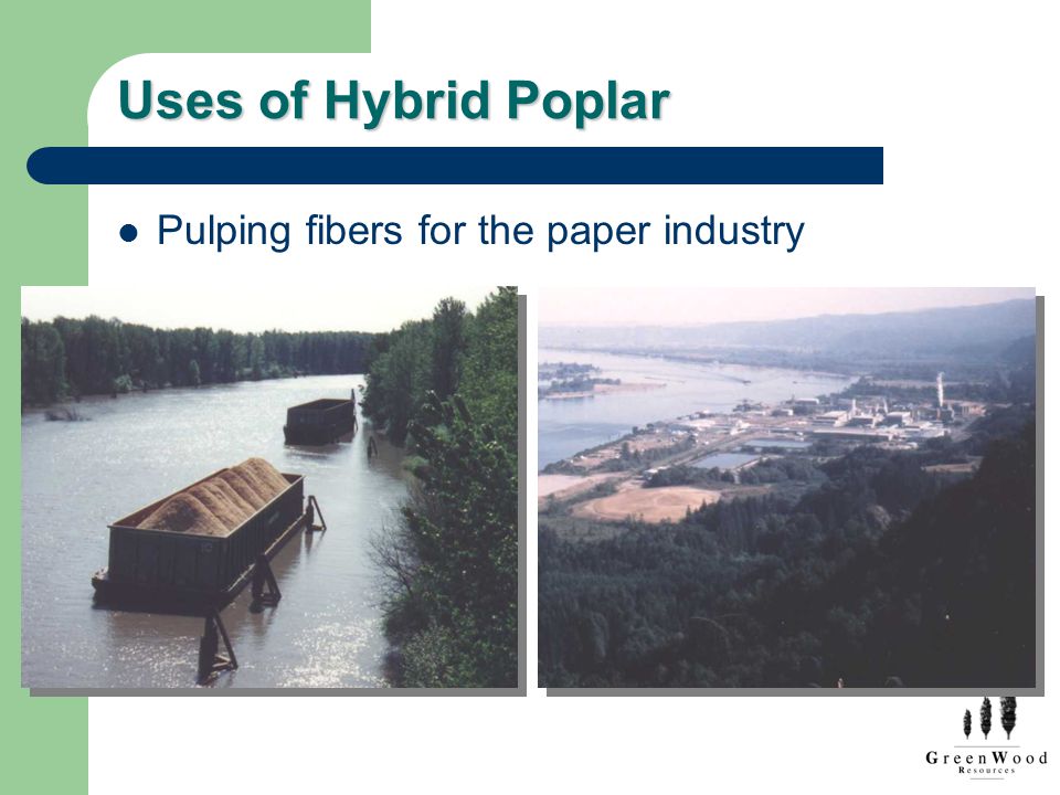 Uses of Hybrid Poplar Pulping fibers for the paper industry