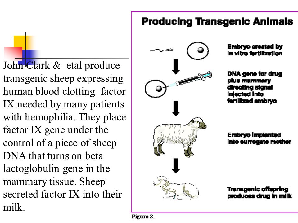 PRODUCTION OF THERAPEUTICS FROM TRANSGENIC ANIMALS - ppt video online download PRODUCTION OF THERAPEUTICS FROM TRANSGENIC ANIMALS - ppt video online download