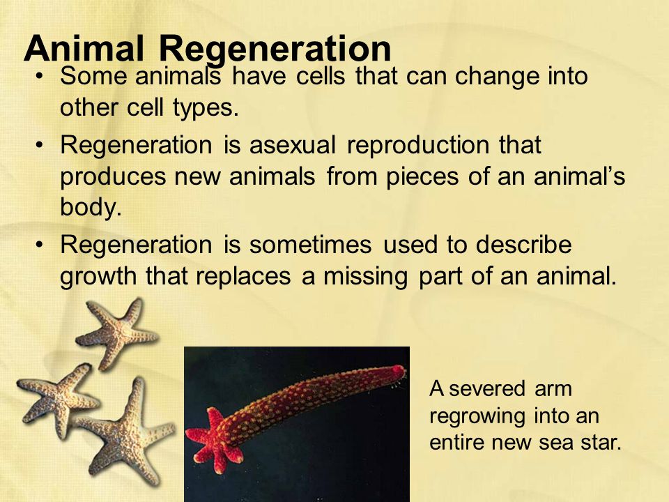 Animal Regeneration Some animals have cells that can change into other cell types.