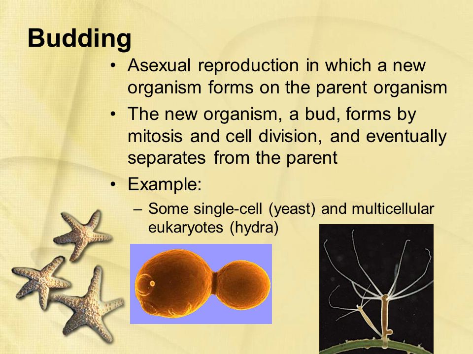 3-4 Notes - Asexual Reproduction - ppt video online download