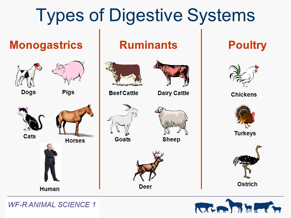 Digestive Physiology Of Farm Animals Ppt Video Online Download