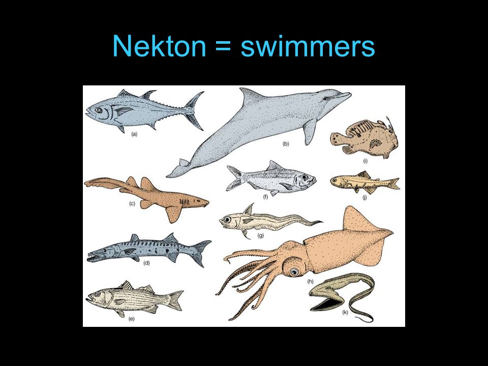Нектон группа организмов. Нектон рыбы. Обитатели нектона. Жители нектона. Многообразие нектона.