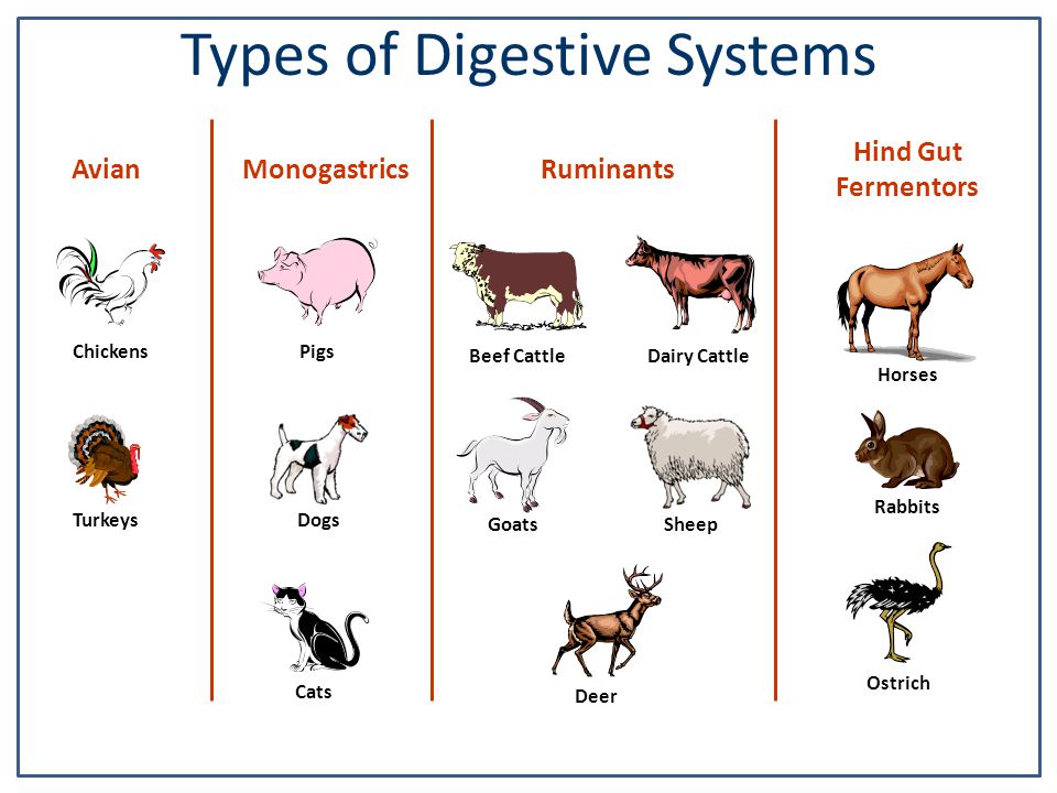 Animal Science Digestive Systems. - ppt video online download