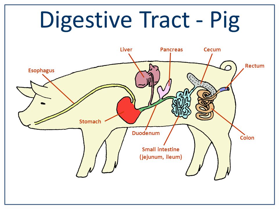 Pig digestive system diagram