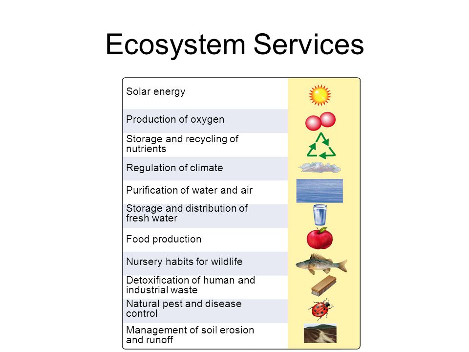 Ecosystem Services Solar energy Production of oxygen