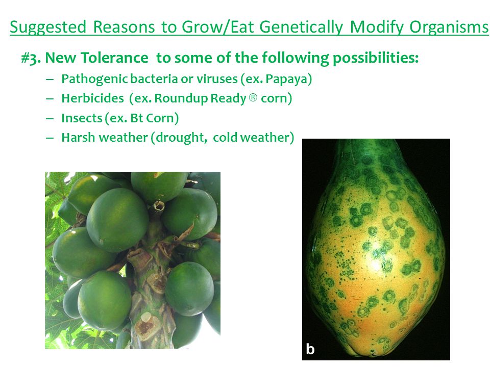 Suggested Reasons to Grow/Eat Genetically Modify Organisms