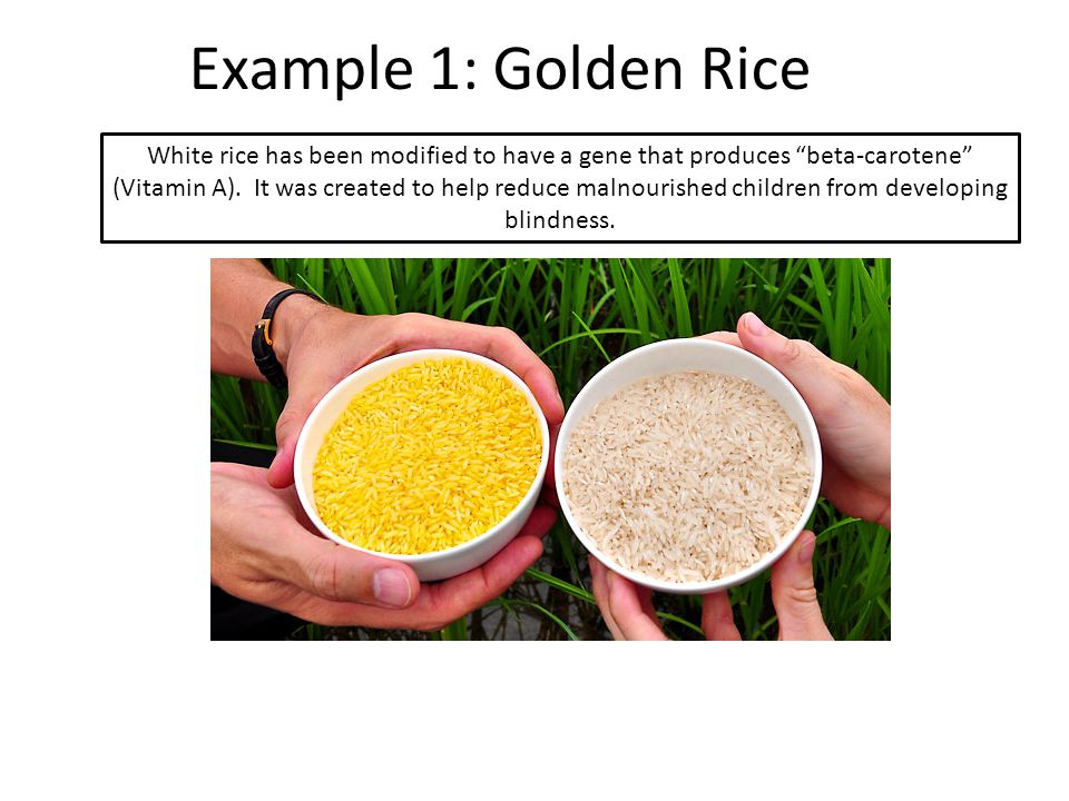 Example 1: Golden Rice