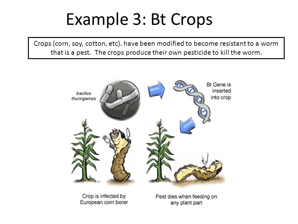 Example 3: Bt Crops