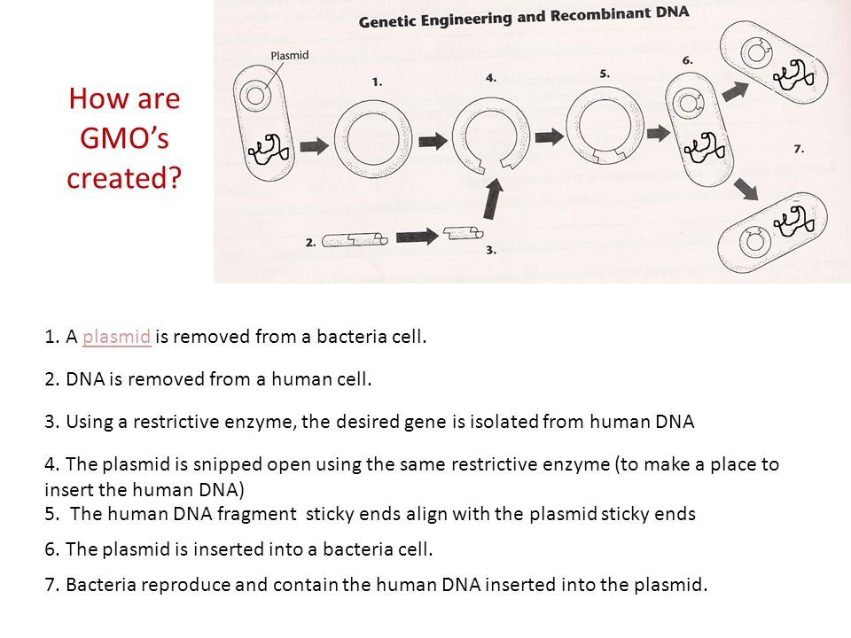 How are GMO’s created 1. A plasmid is removed from a bacteria cell.