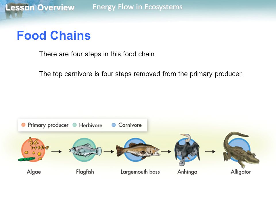  Energy Flow in Ecosystems - ppt download