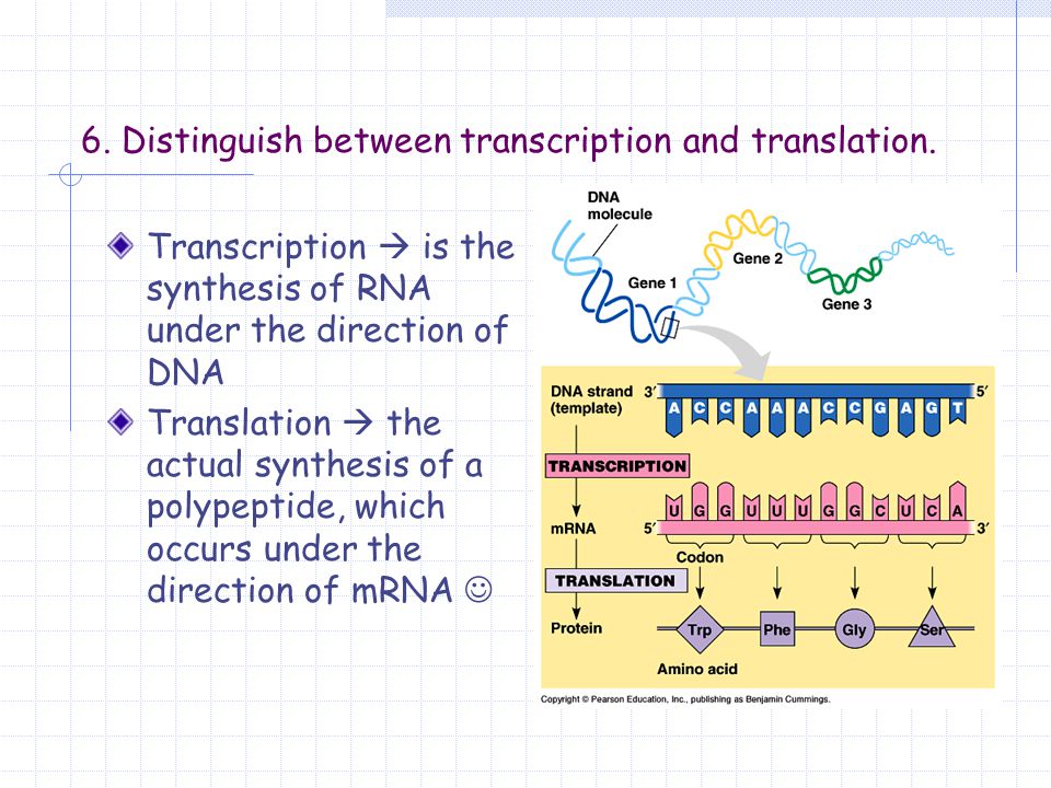 Direction of DNA Synthesis. DNA Transcription and translation. Transcription is. Deoxyribonucleic acid перевод. Dna перевод