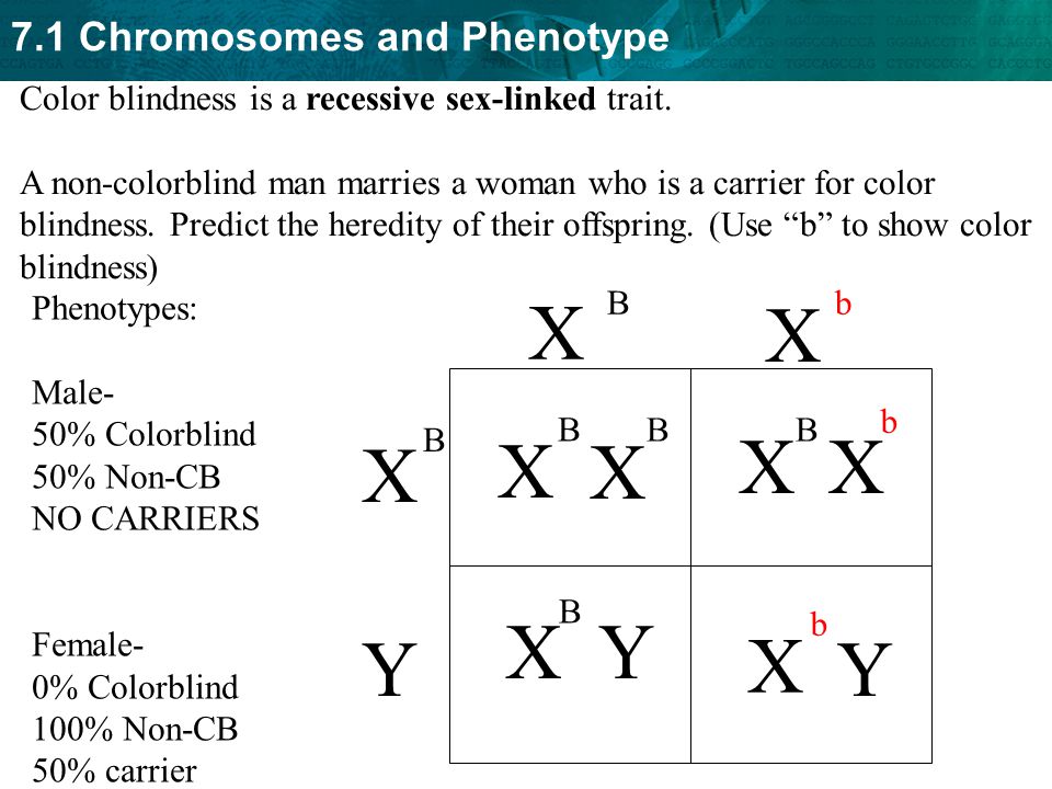 7 1 Chromosomes And Phenotype Autosomal Genetic Disorders Ppt