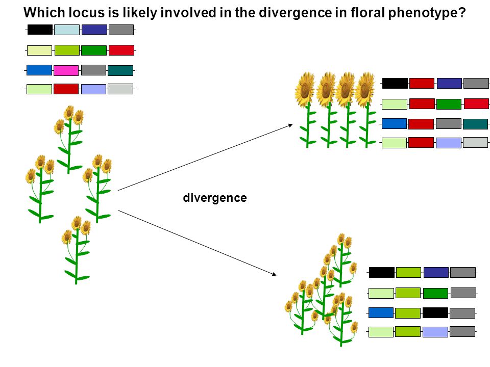Which locus is likely involved in the divergence in floral phenotype