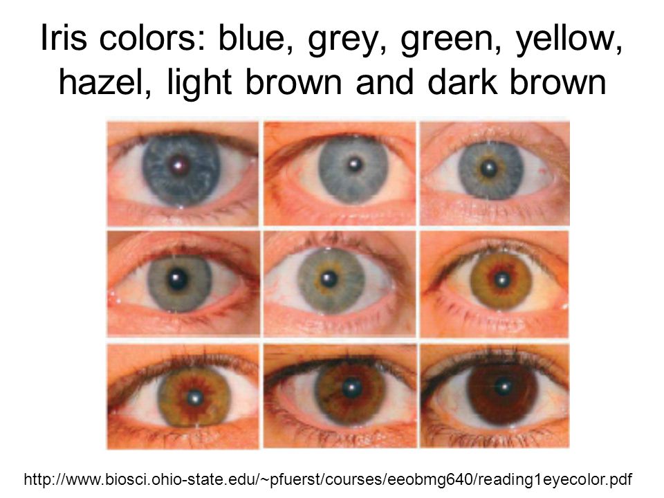 Understanding Genetics of Human Eye Color - ppt download