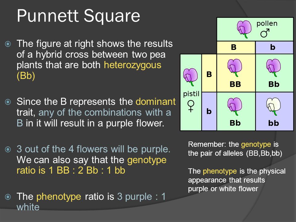 Punnett Square The figure at right shows the results of a hybrid cross betw...
